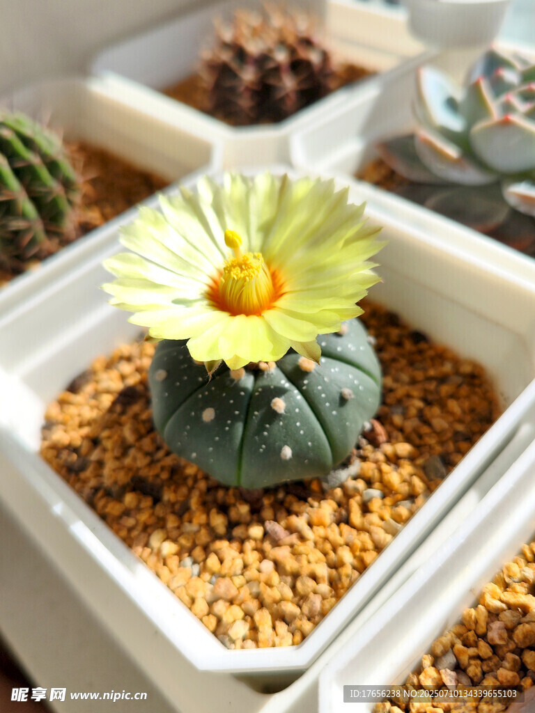 精致盆栽仙人球绽放花朵