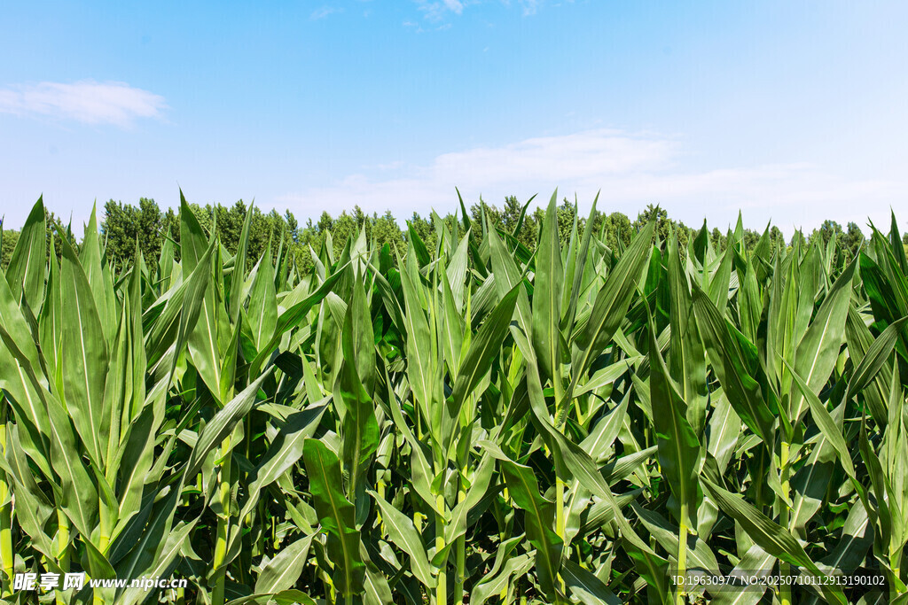 翠绿玉米田