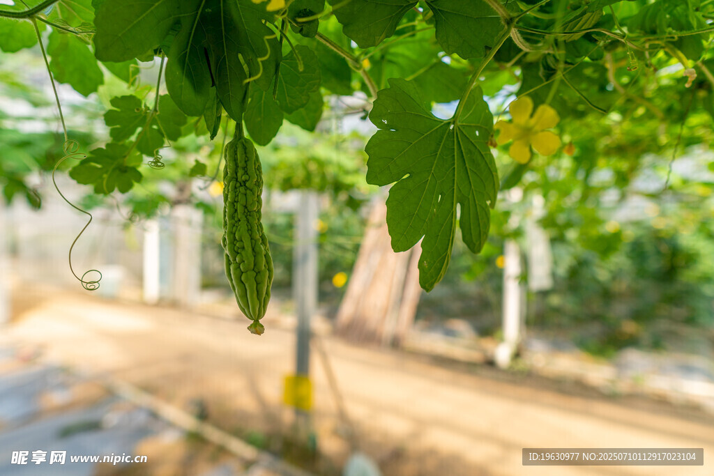 藤蔓下的翠绿丝瓜