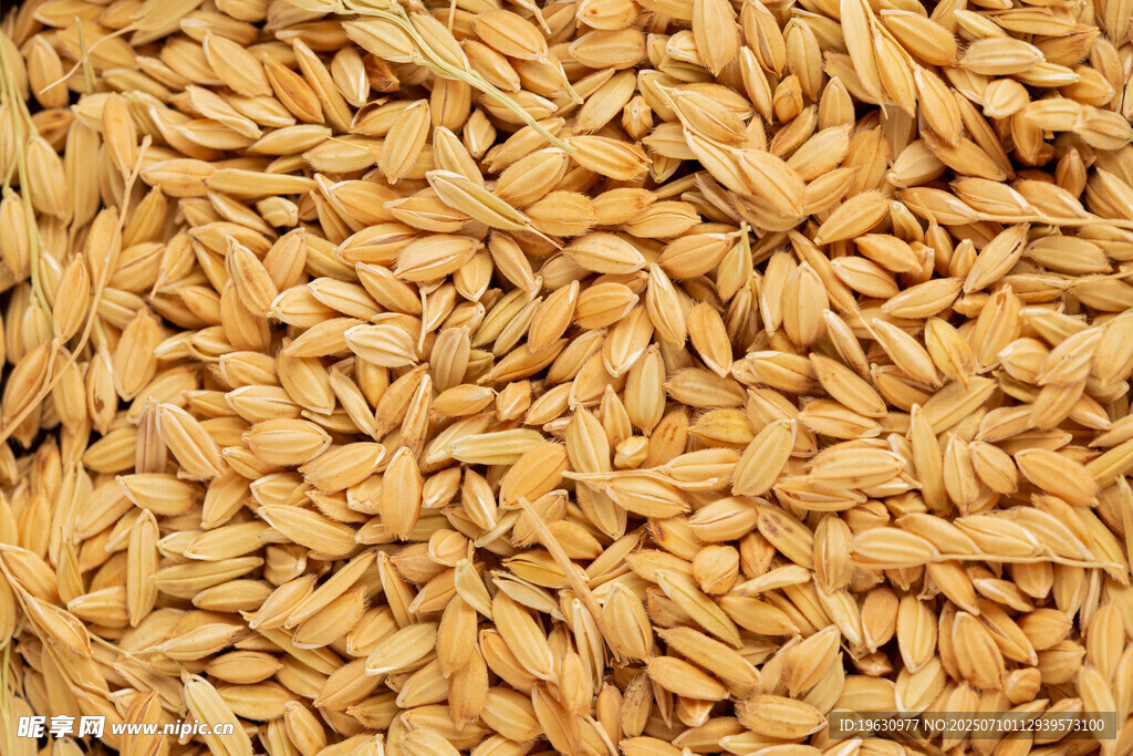 金黄饱满麦粒特写