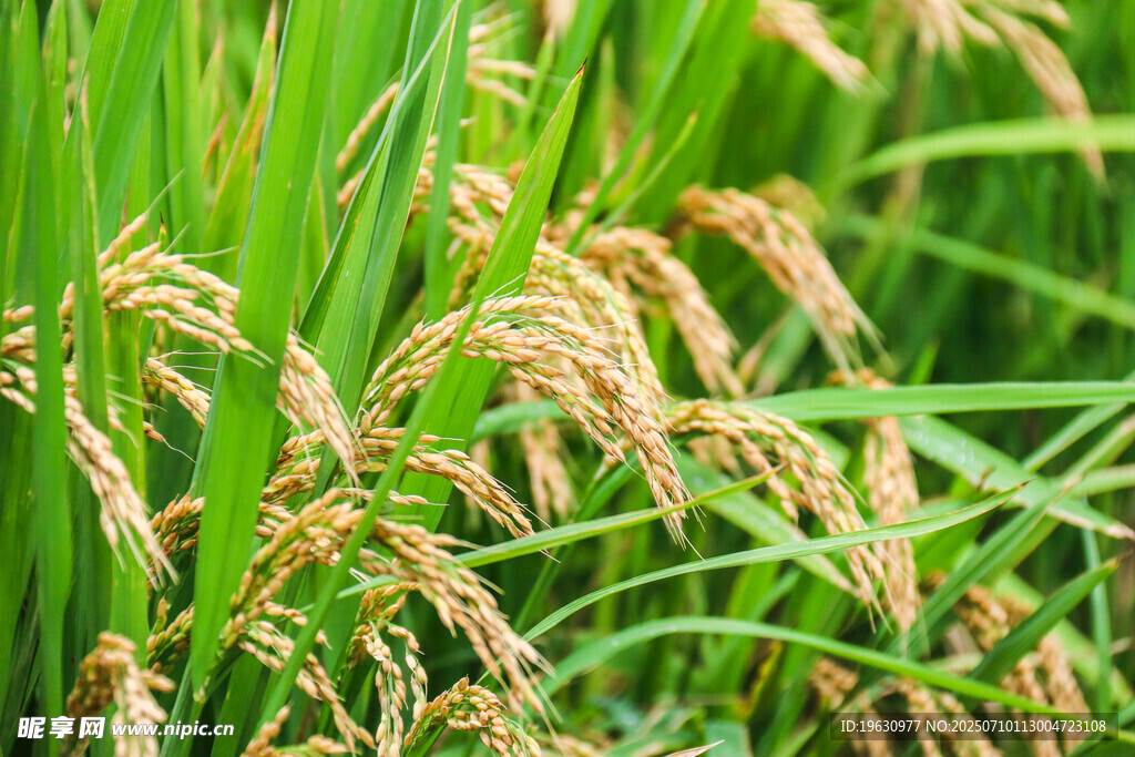 金黄稻穗在绿田间摇曳
