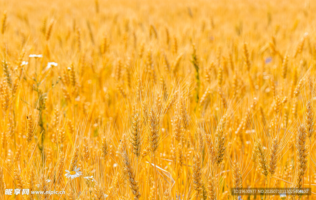 金色麦田
