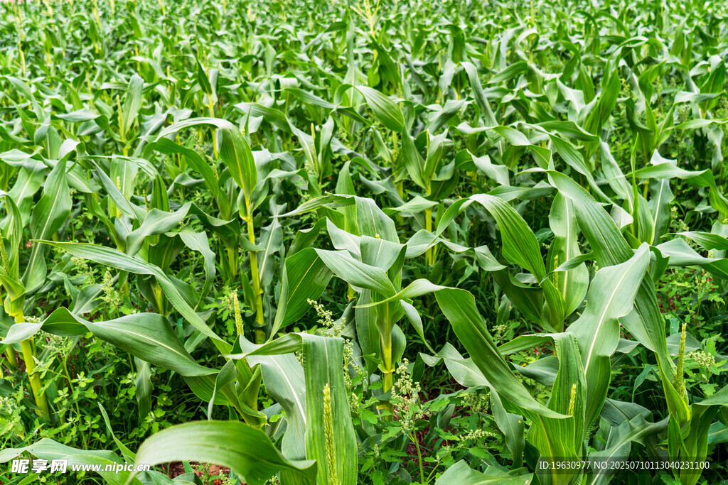 翠绿玉米田