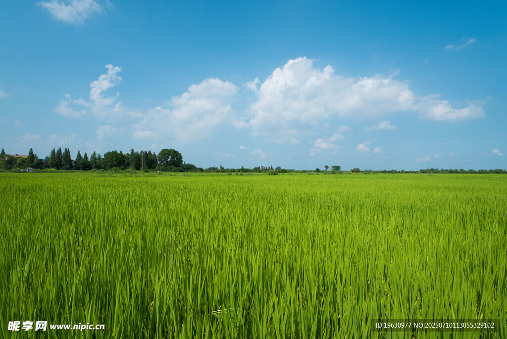翠绿稻田