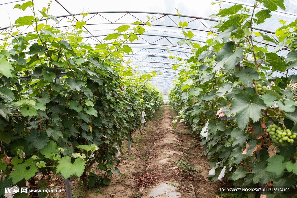 温室中的繁茂葡萄藤
