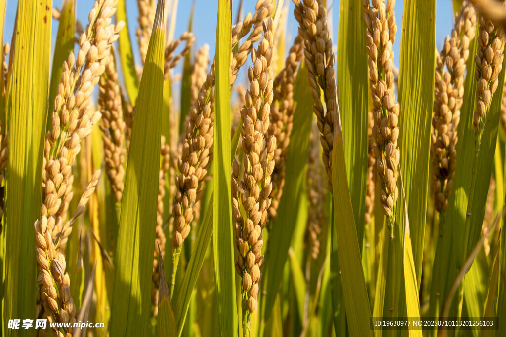 金黄稻穗