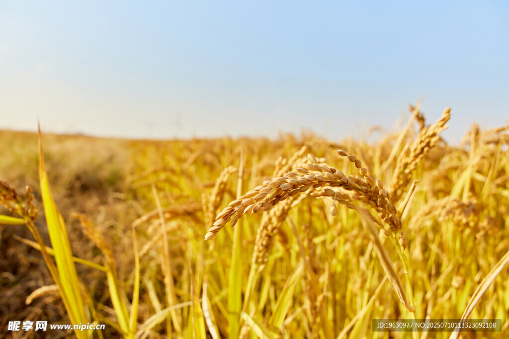 金黄稻田