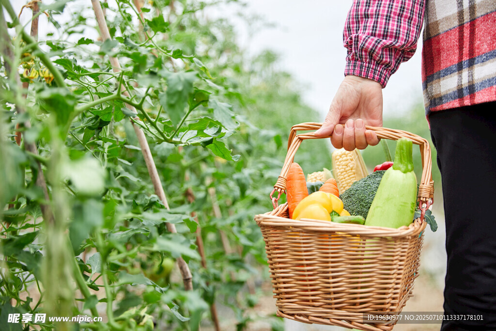田园采摘蔬果