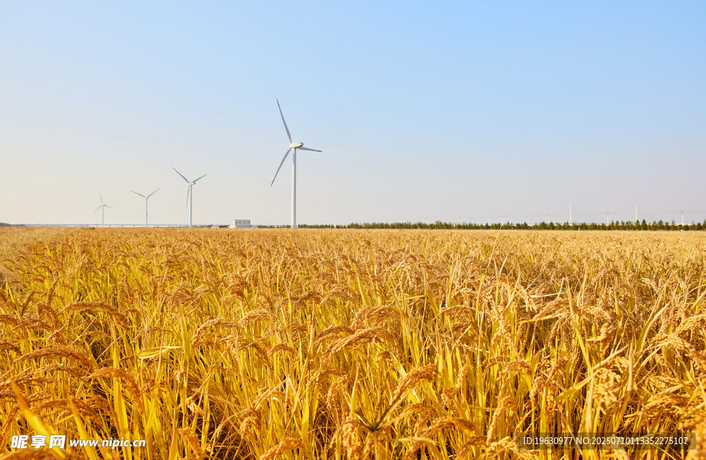 麦田与风车的田园景致