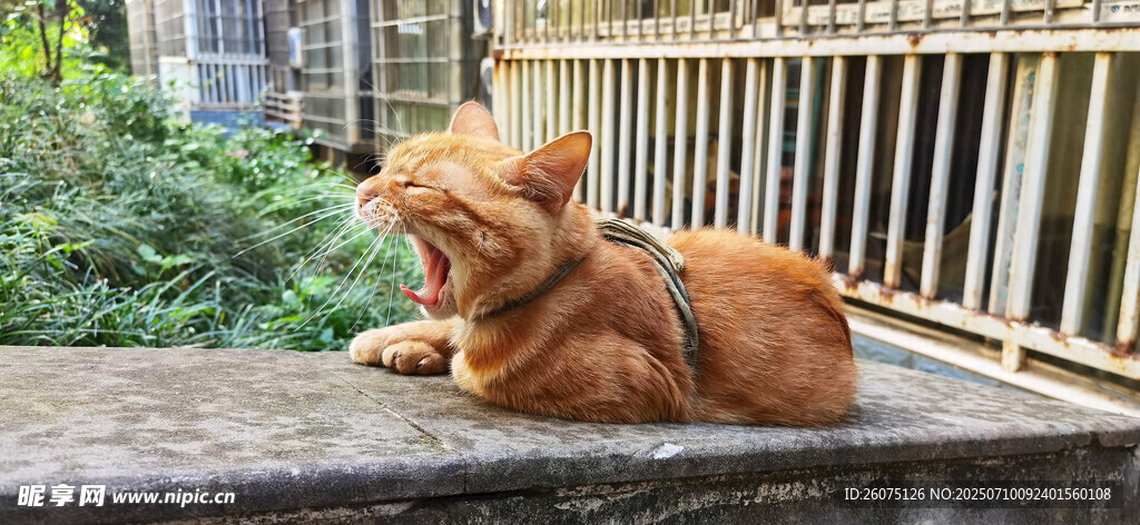 橘猫慵懒趴阳台