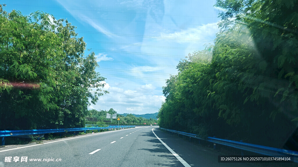 公路旁绿意盎然的树林