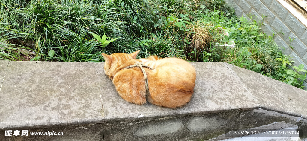 石台上休憩的橘猫背影