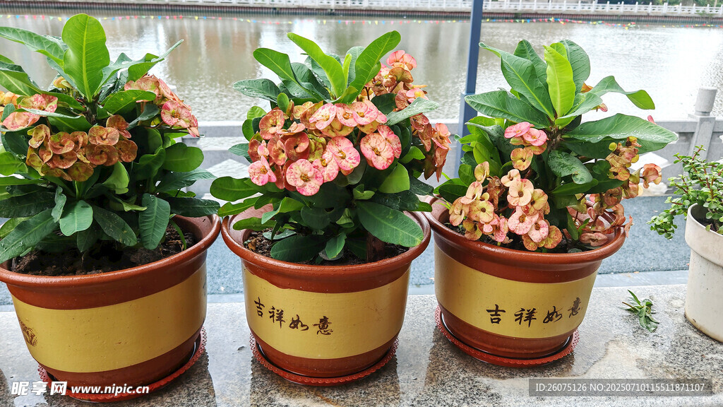 三盆娇艳大花虎刺梅盆栽