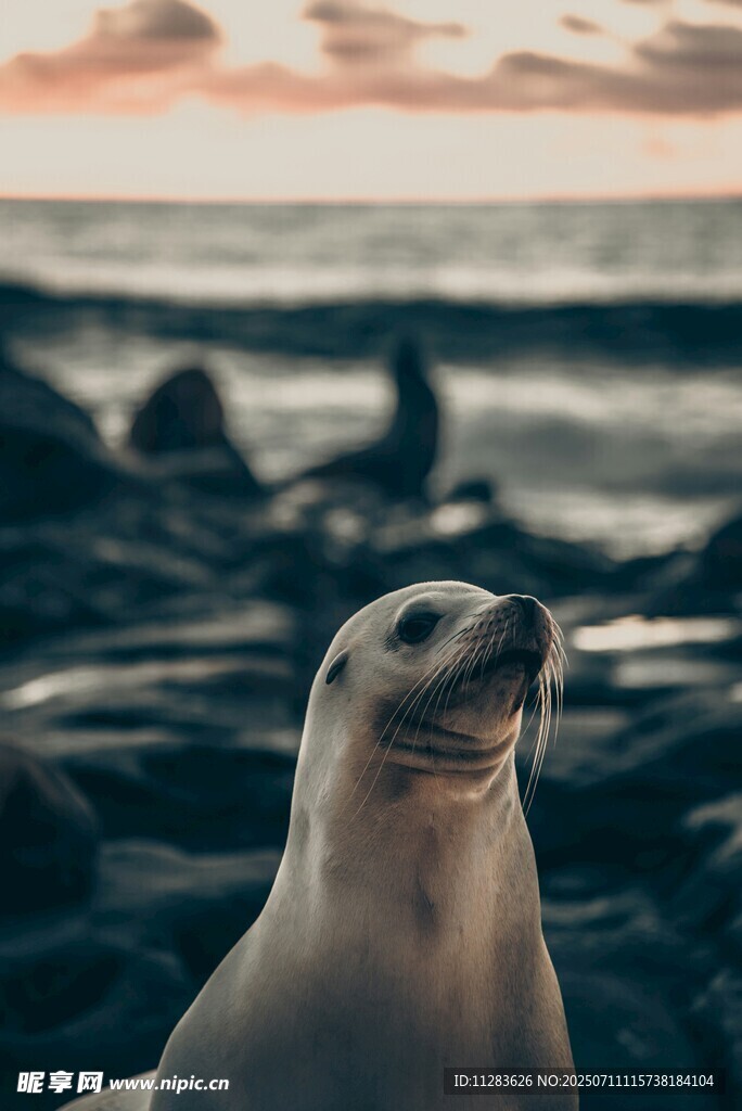 海边可爱海狮的惬意瞬间