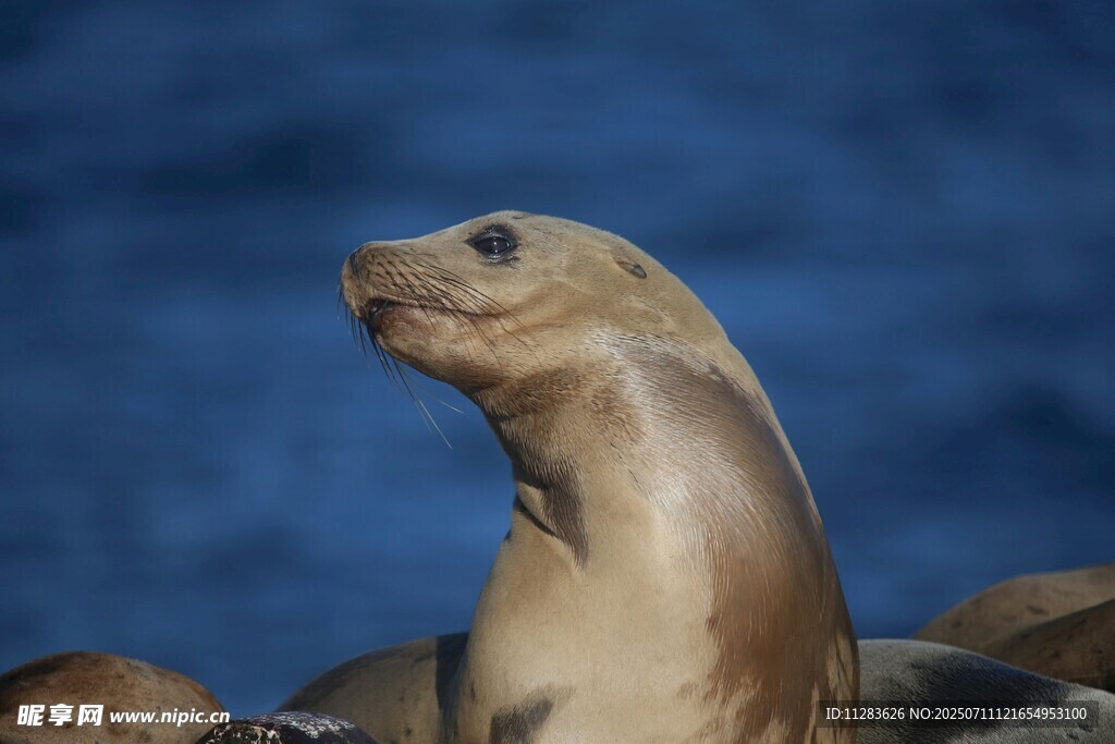 海狮抬头眺望