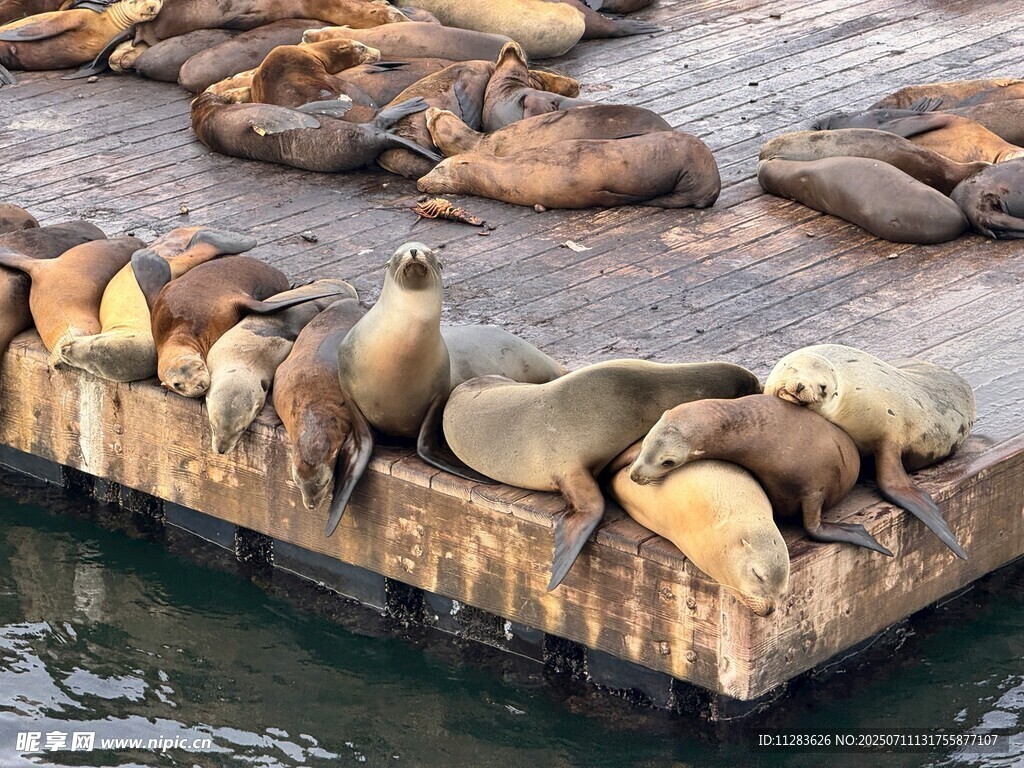 海狮聚集在浮板上休息