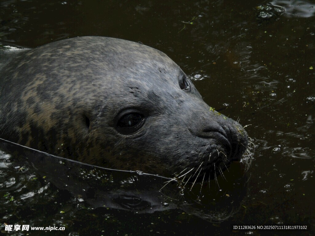 水中的海豹