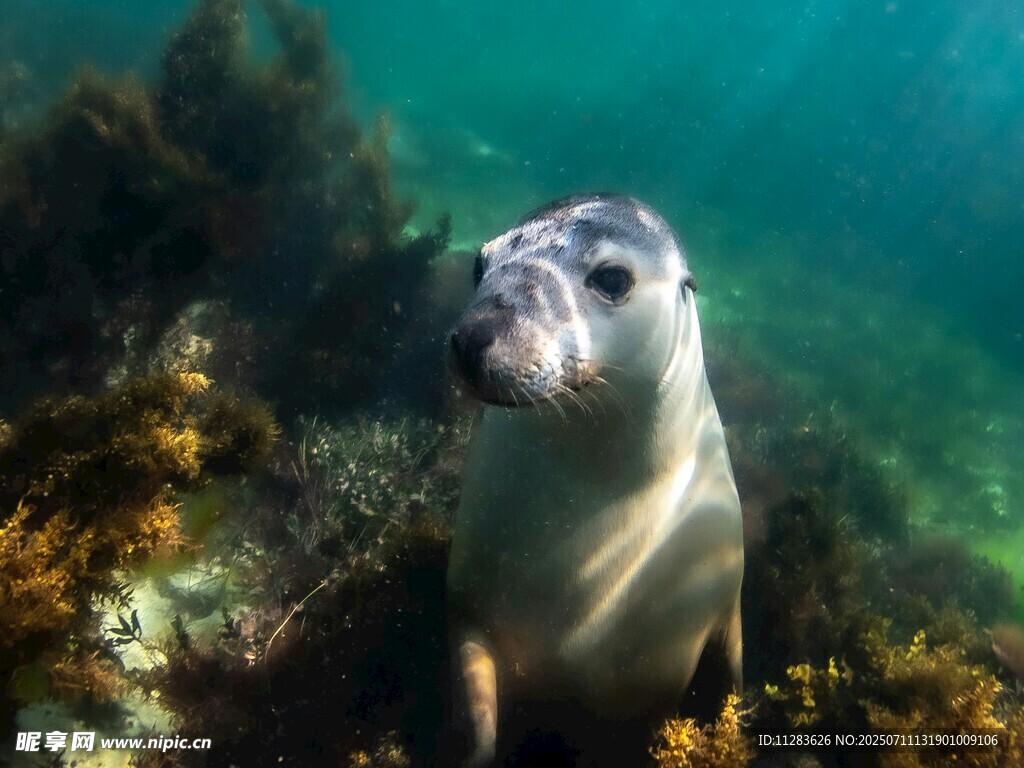 海底可爱海豹的悠然瞬间