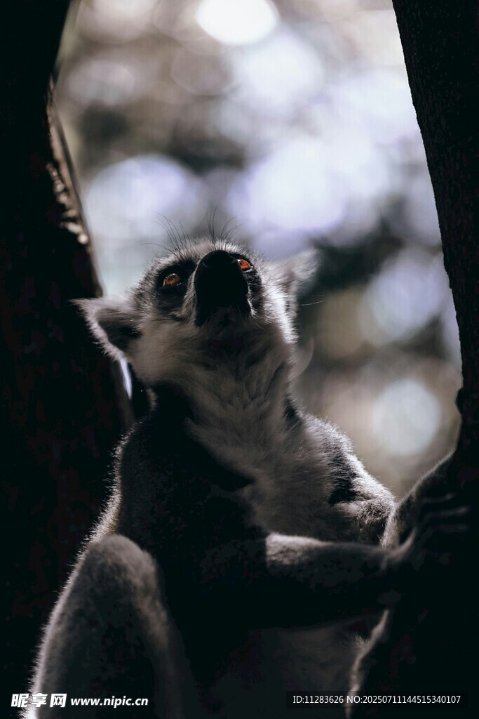 树上的狐猴