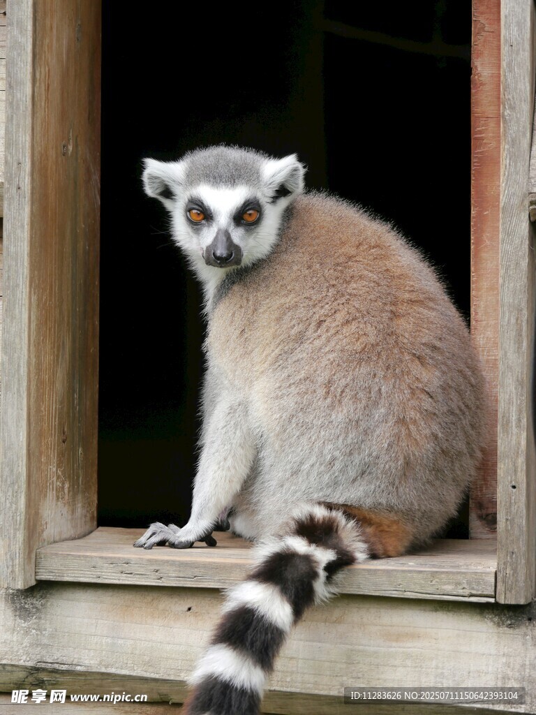 狐猴坐于木窗处