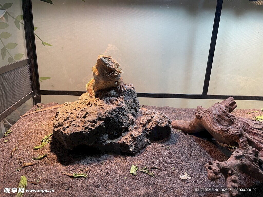 蜥蜴栖息于岩石环境中