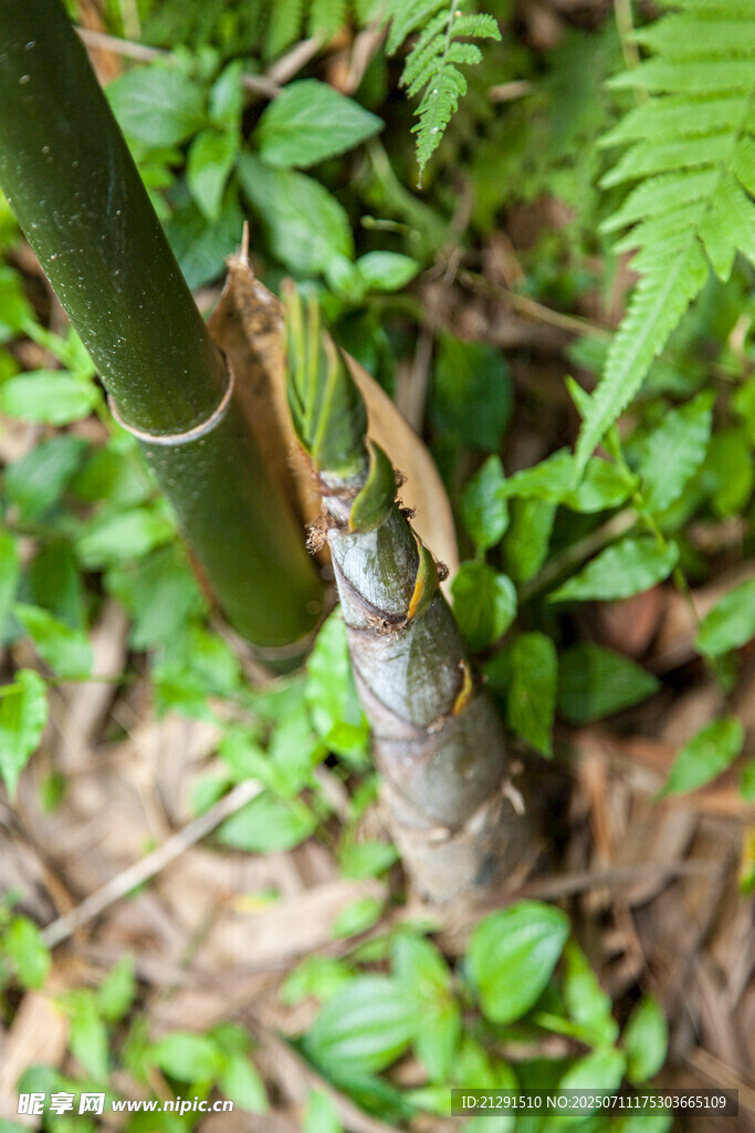 竹笋 旁的蕨类植物