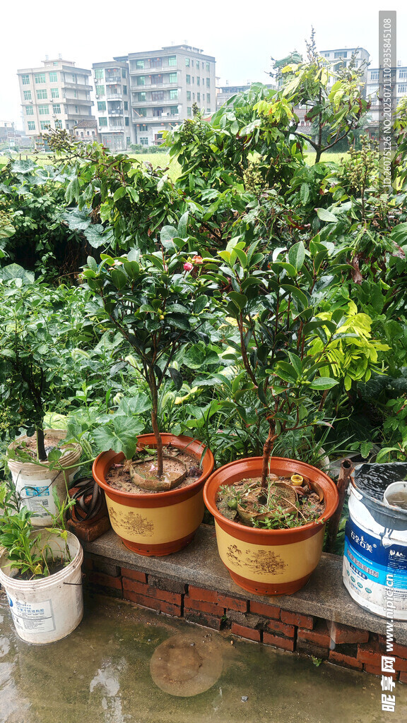 屋顶盆栽绿植景观