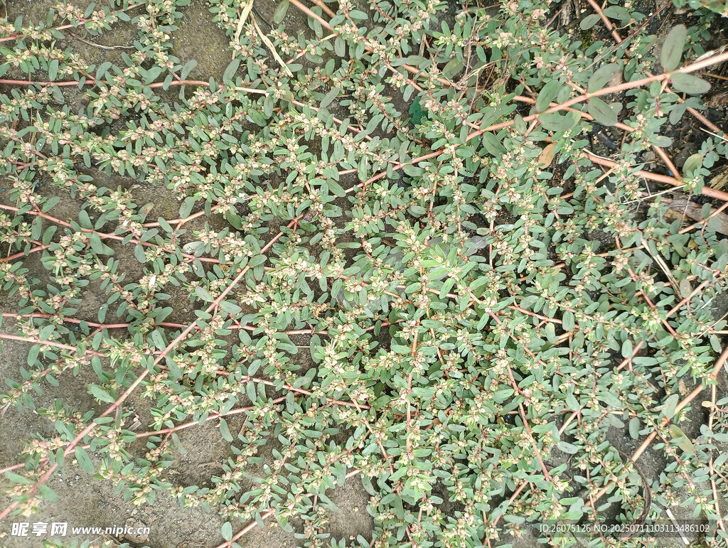 地面上的绿色植物枝叶