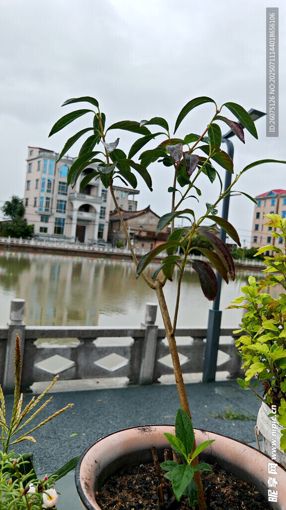 盆栽植物与远处城市景观
