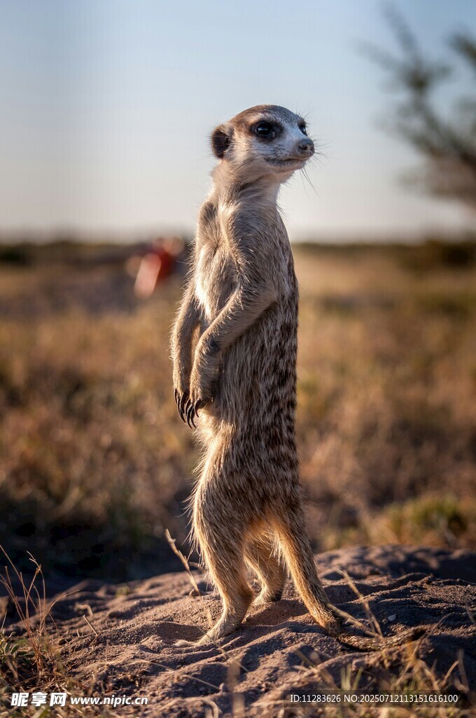 站立瞭望的猫鼬