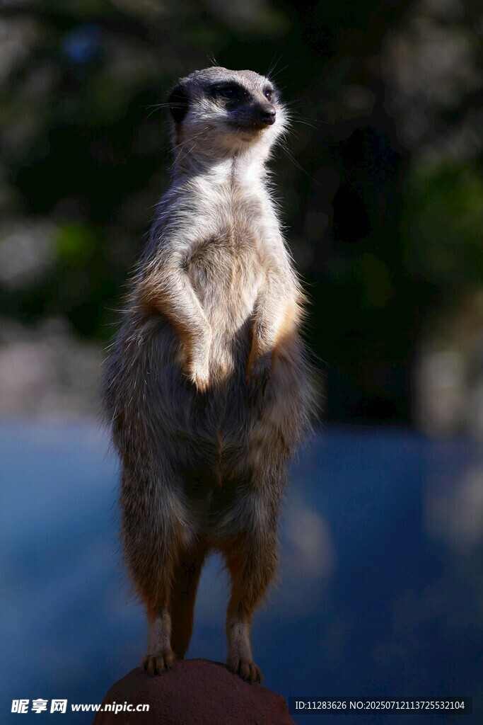 站立的狐獴