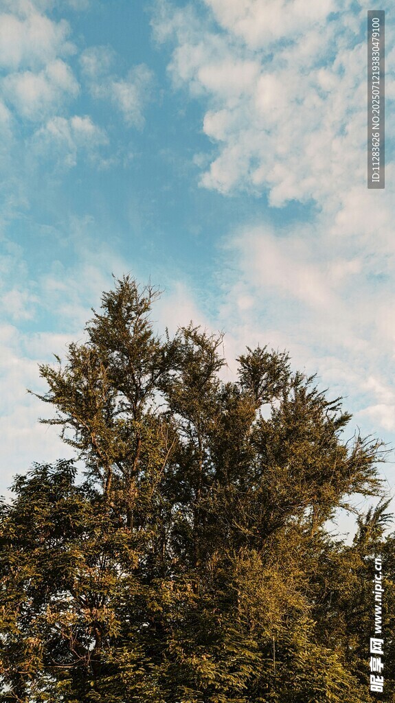蓝天绿树风景图