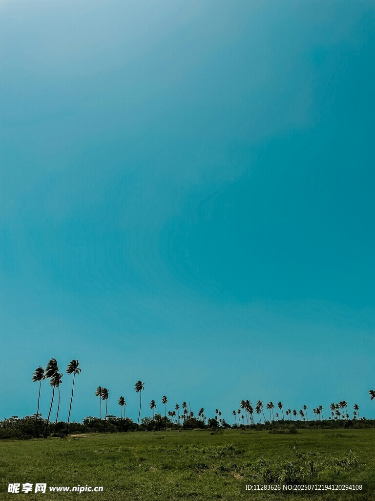 蓝天绿地间的棕榈树景观
