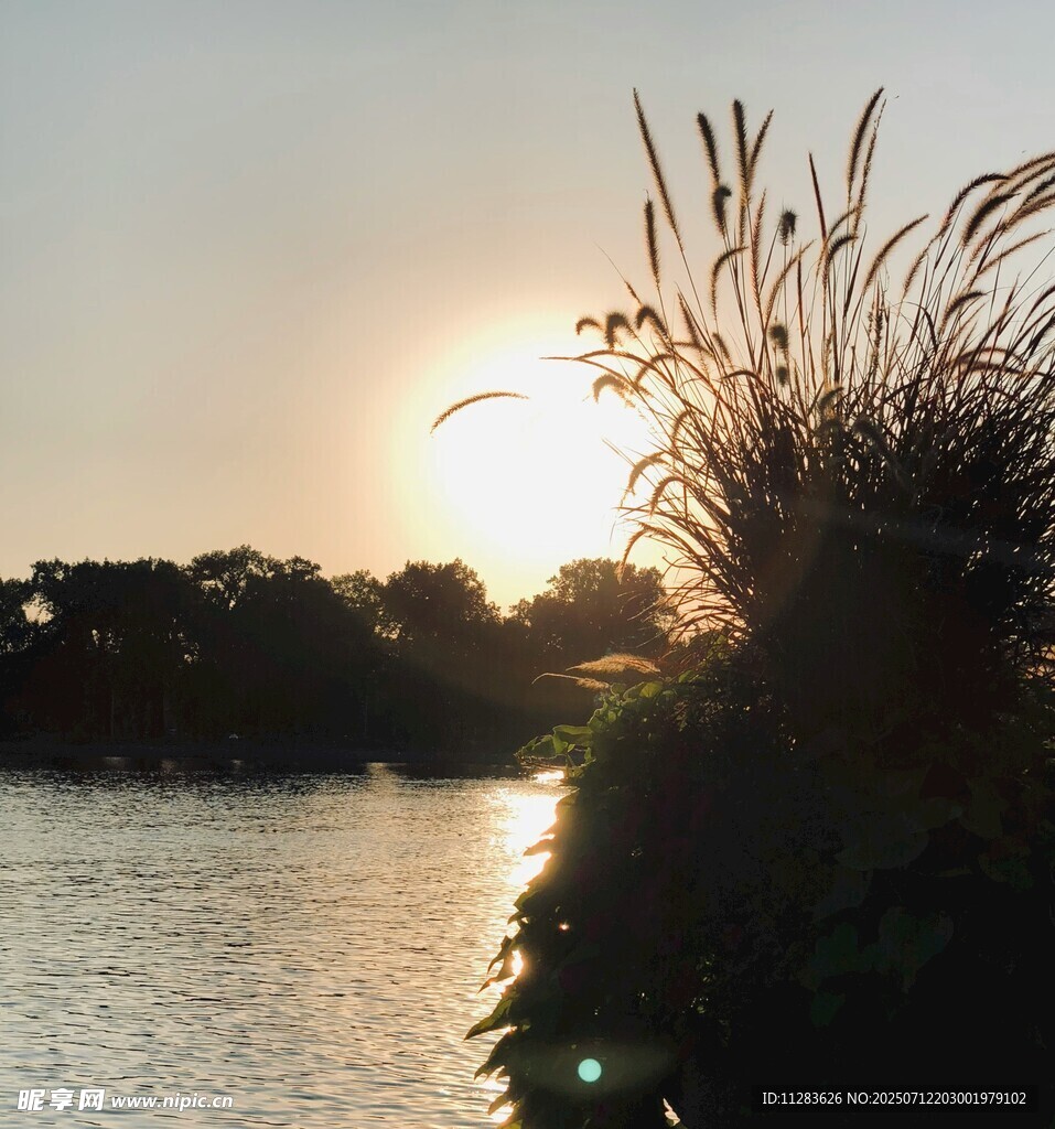 夕阳下的河畔芦苇美景