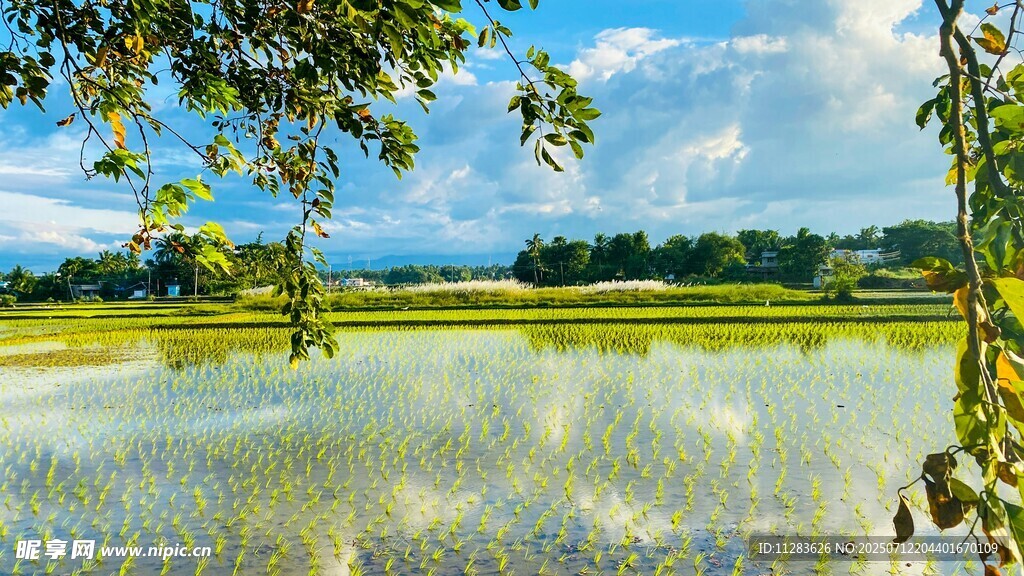 田园水田风光美景