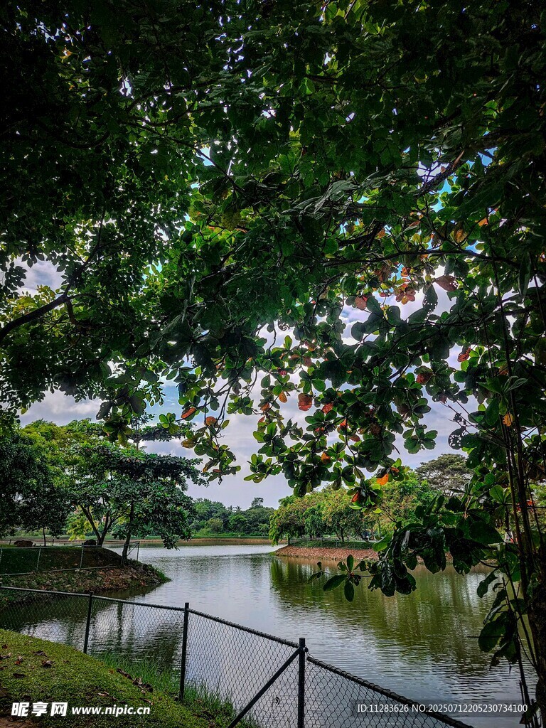 湖畔绿荫美景