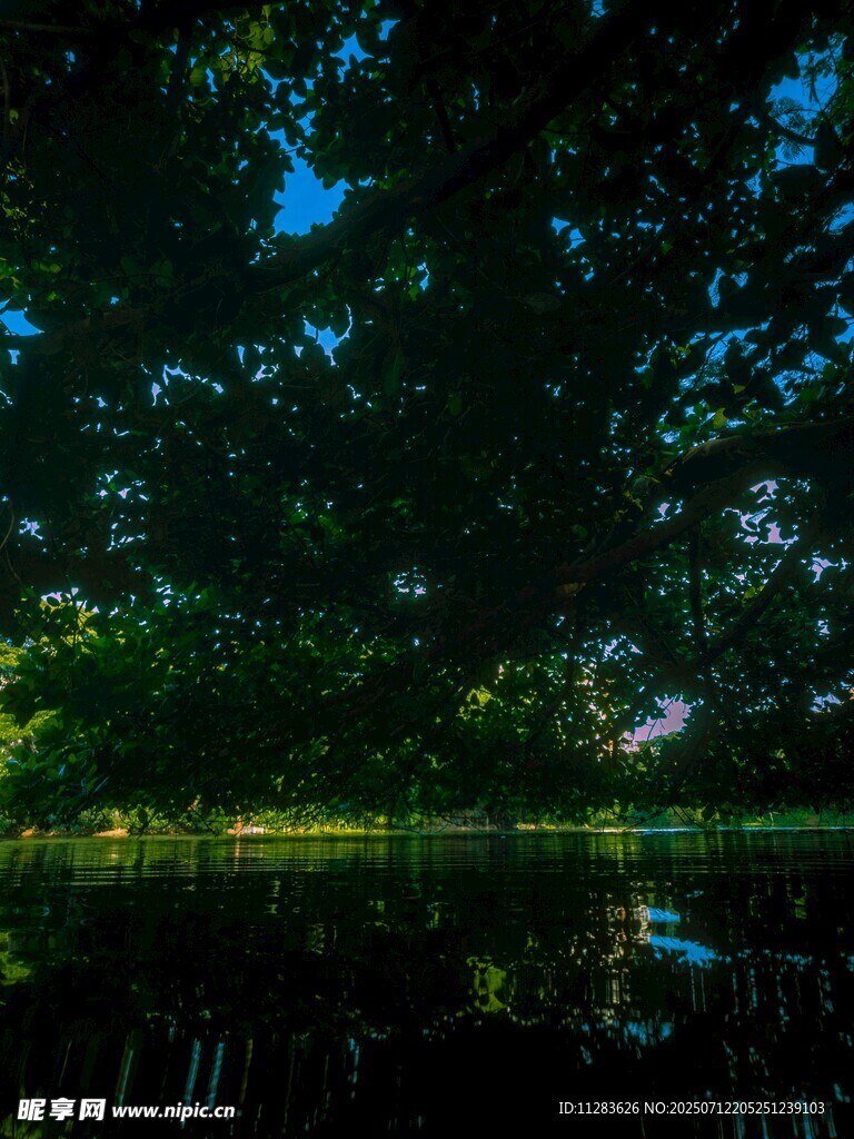 静谧湖畔绿树倒影美景