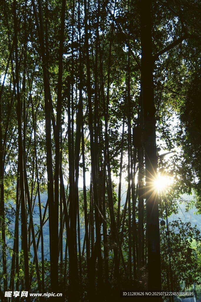 林间晨光