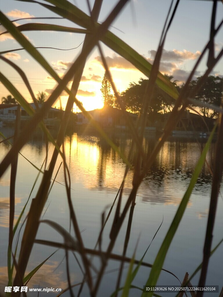 夕阳下湖畔的芦苇美景
