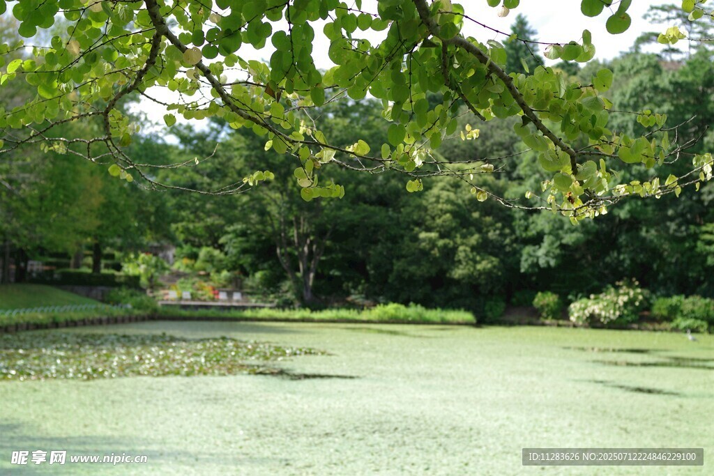 绿意盎然的静谧林间池塘