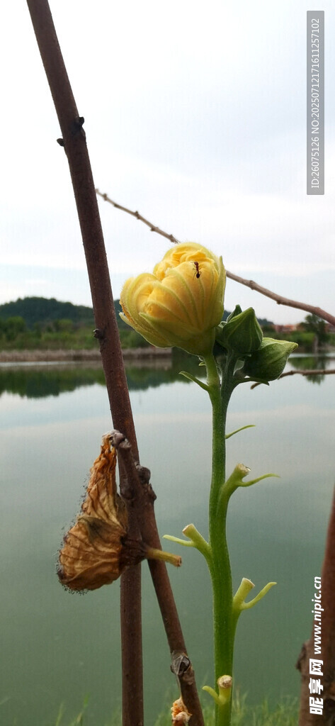 水边枯萎植物与背景湖景
