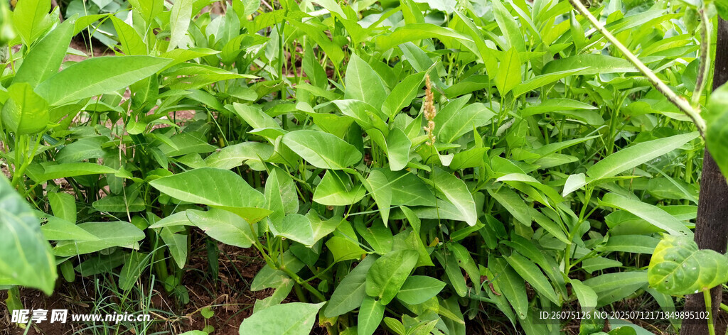 菜地里绿叶繁茂的空心菜