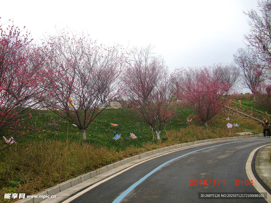 春日繁花盛开的蜿蜒公路