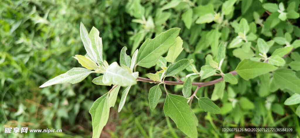 嫩绿枝叶灰灰菜特写