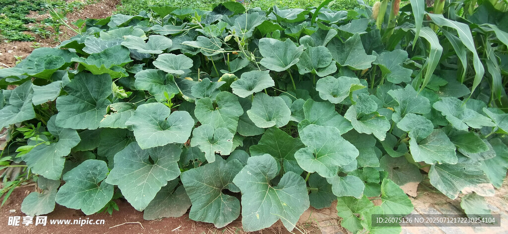 南瓜叶大片绿叶植物生机盎然
