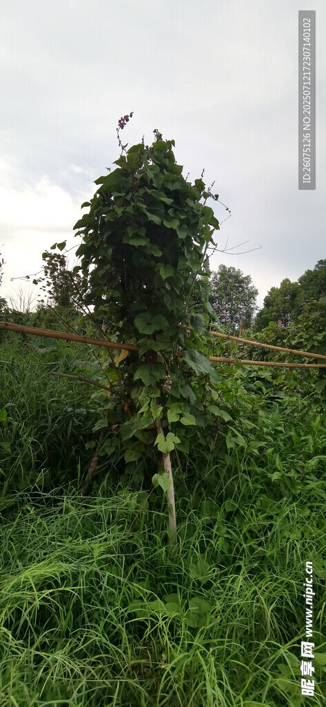 野外绿植丛生的自然景象