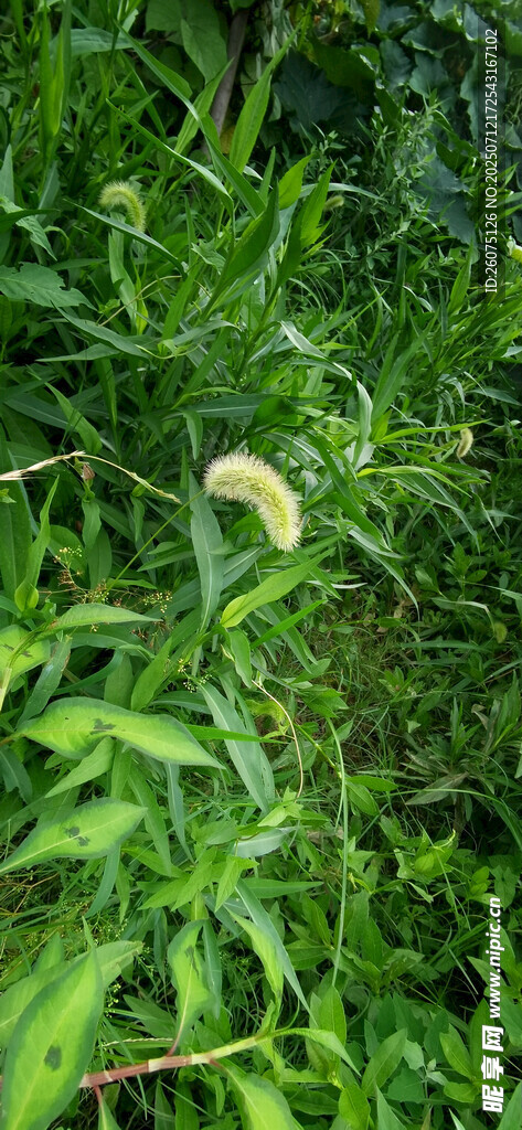 绿叶丛中的狗尾巴草