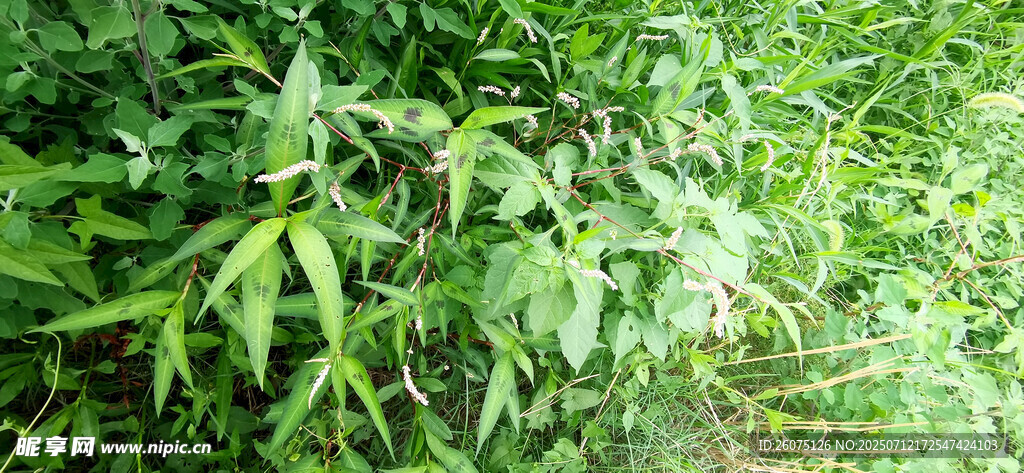 翠绿竹林景观