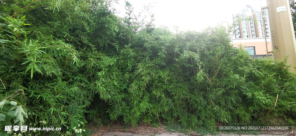 翠绿竹林覆盖的围墙