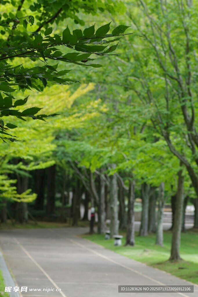 林荫小道